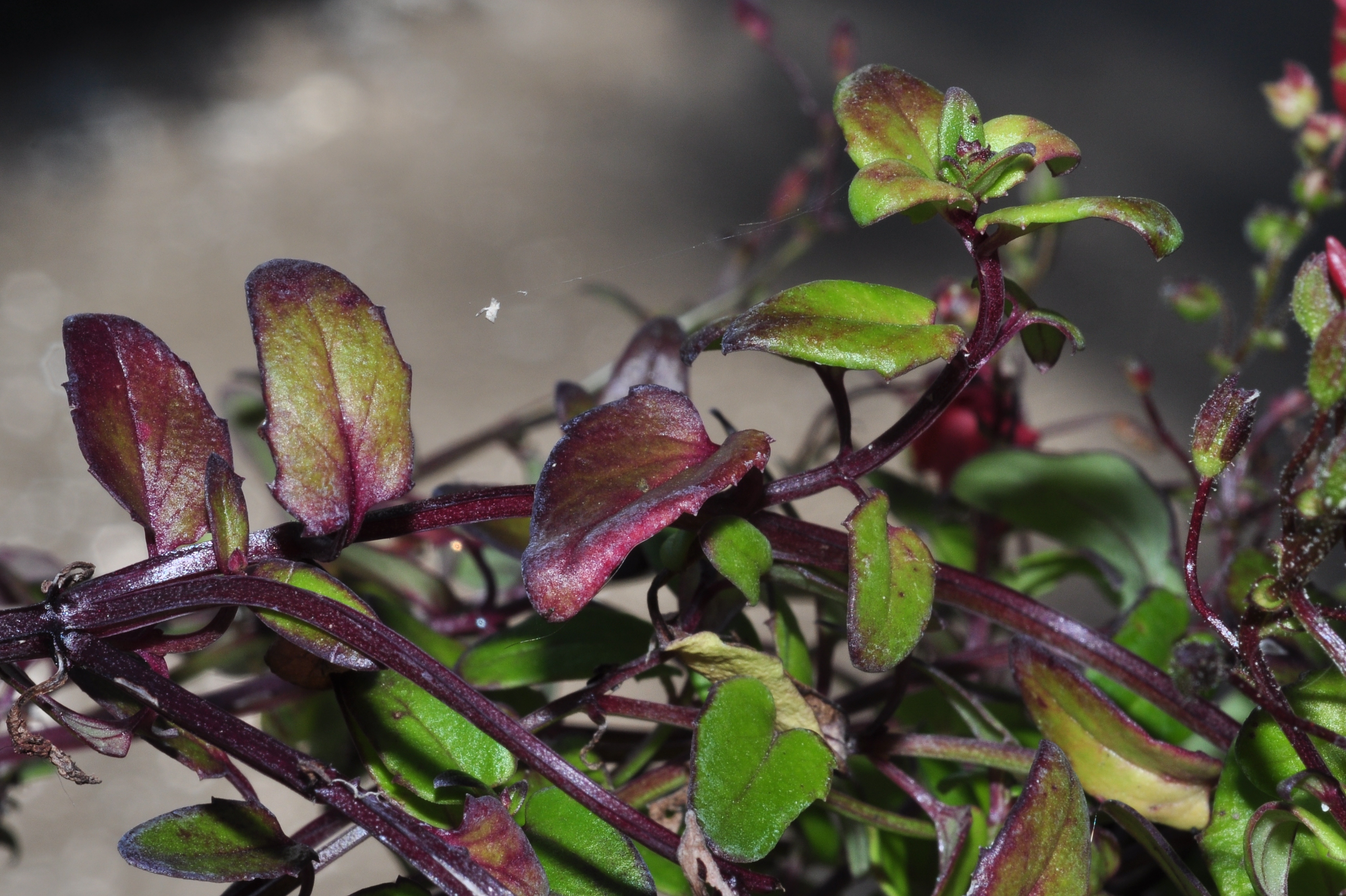 Scrophulariaceae Diascia barberae