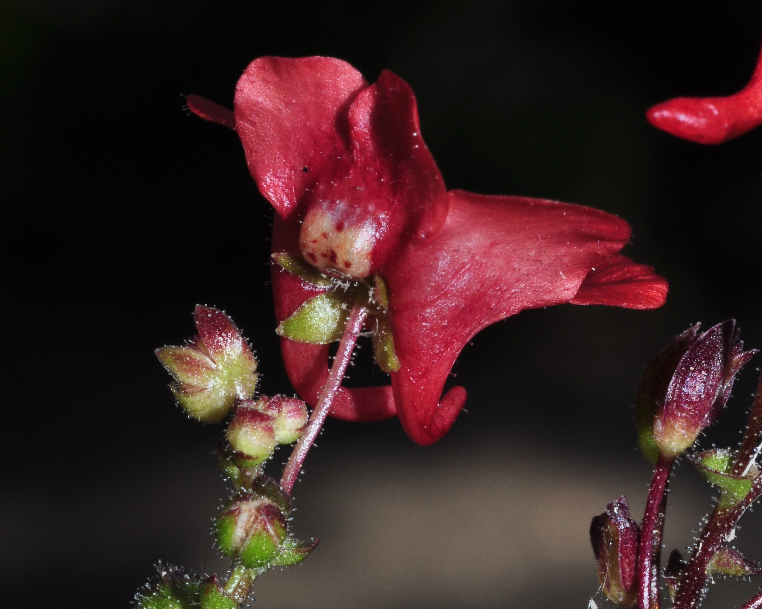 Scrophulariaceae Diascia barberae
