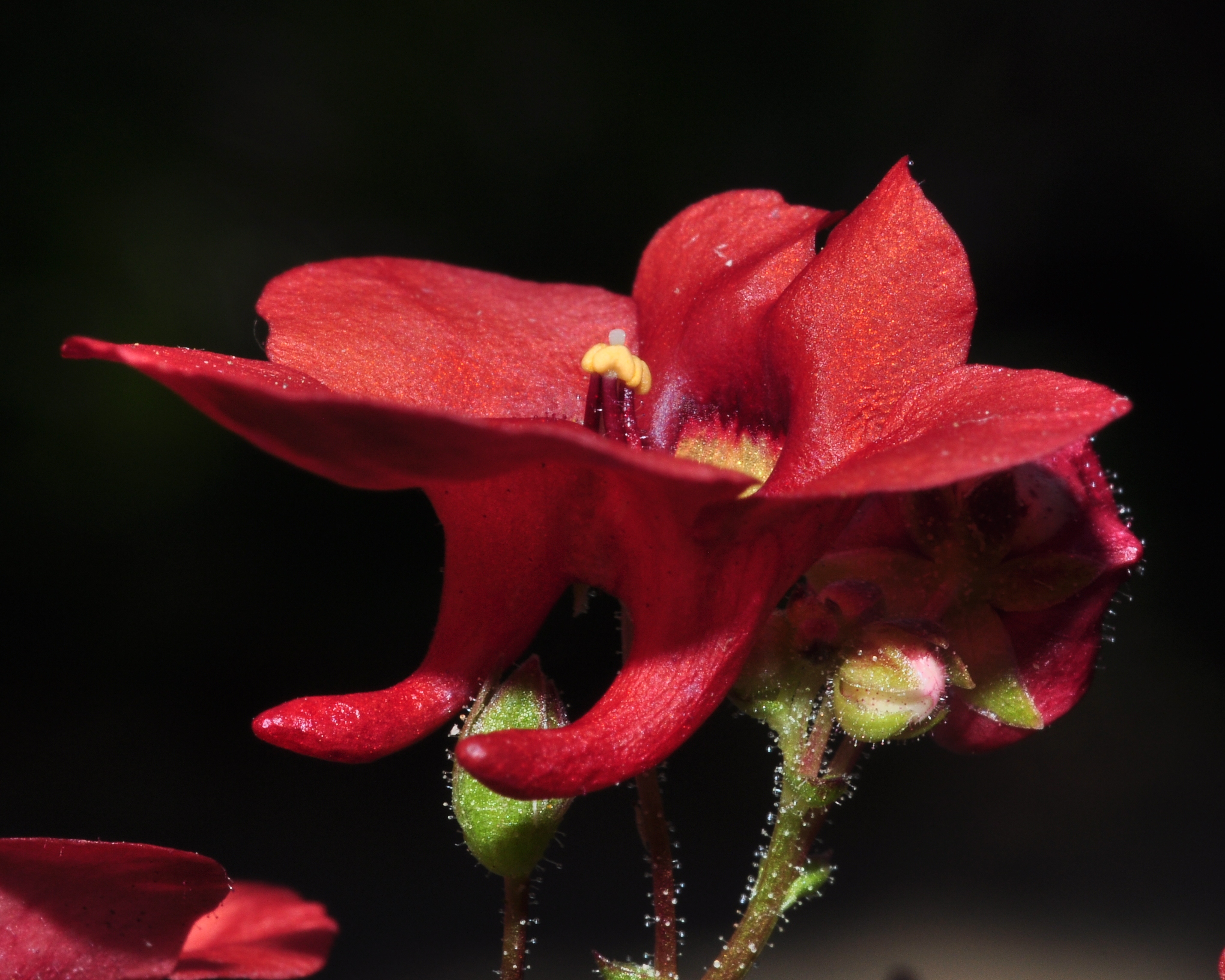 Scrophulariaceae Diascia barberae