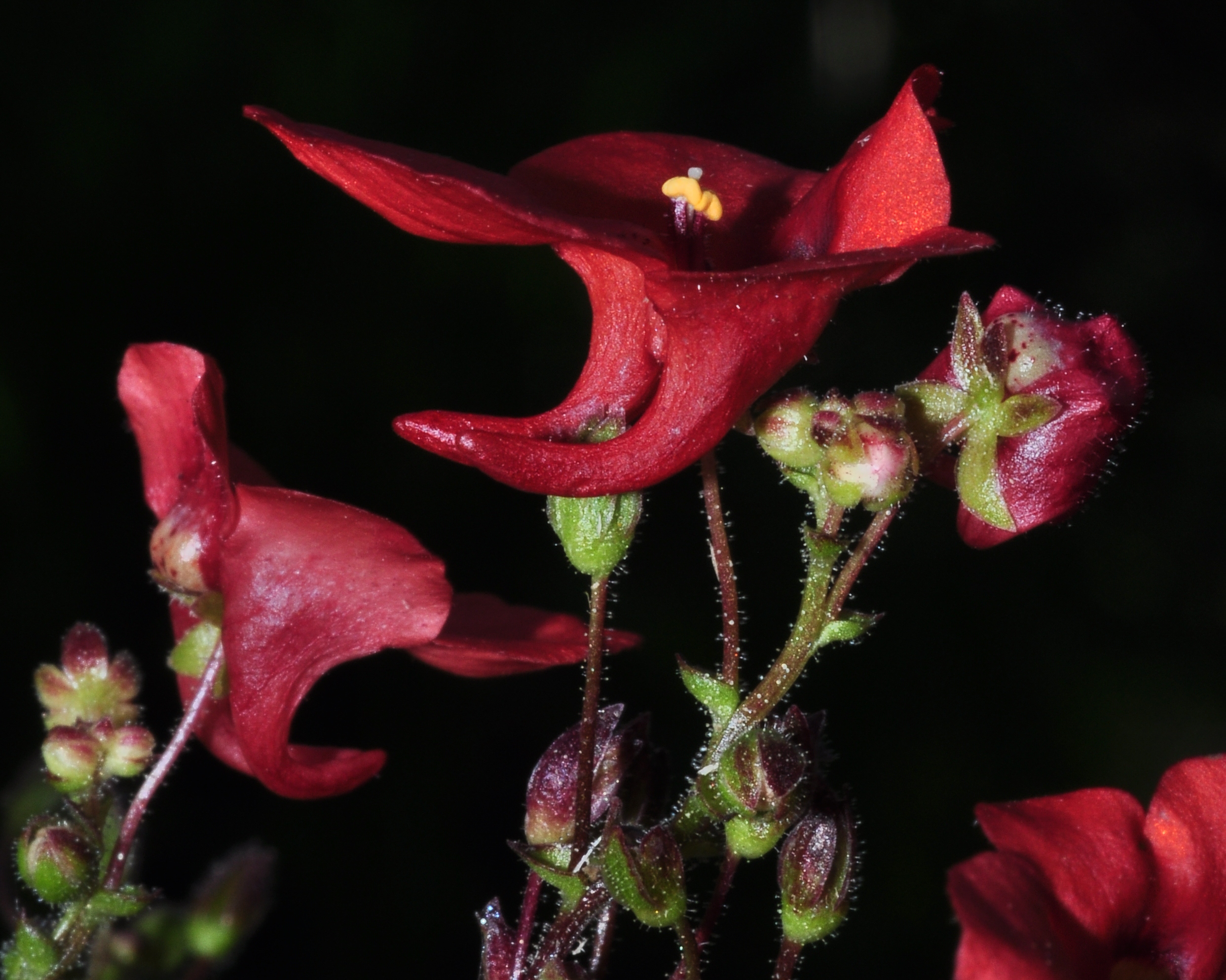 Scrophulariaceae Diascia barberae
