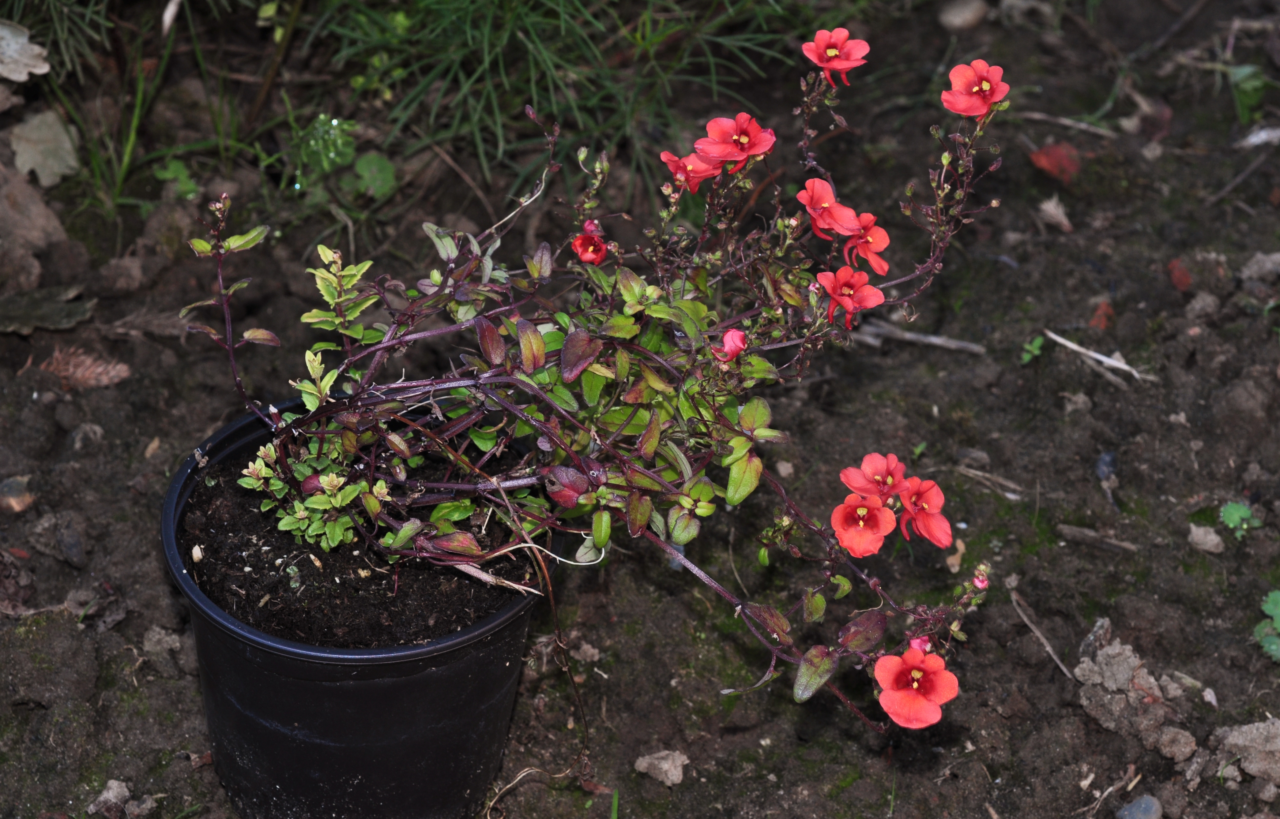 Scrophulariaceae Diascia barberae