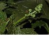 image of Rodgersia podophylla