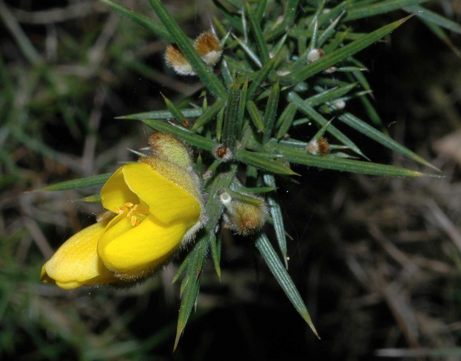 Fabaceae Ulex europaeus