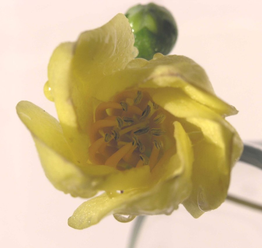 Hydrangeaceae Kirengeshoma palmata