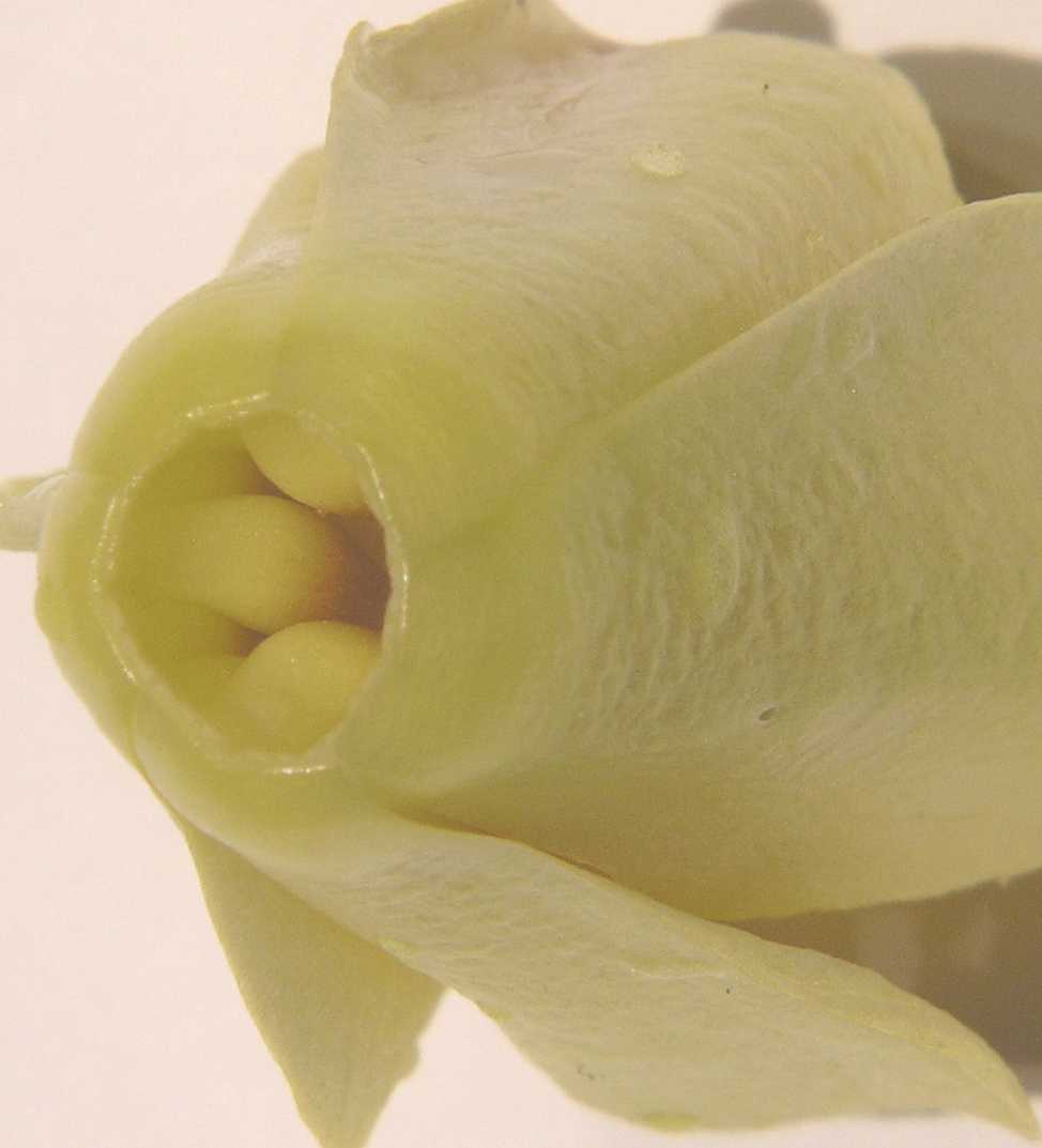 Hydrangeaceae Kirengeshoma palmata