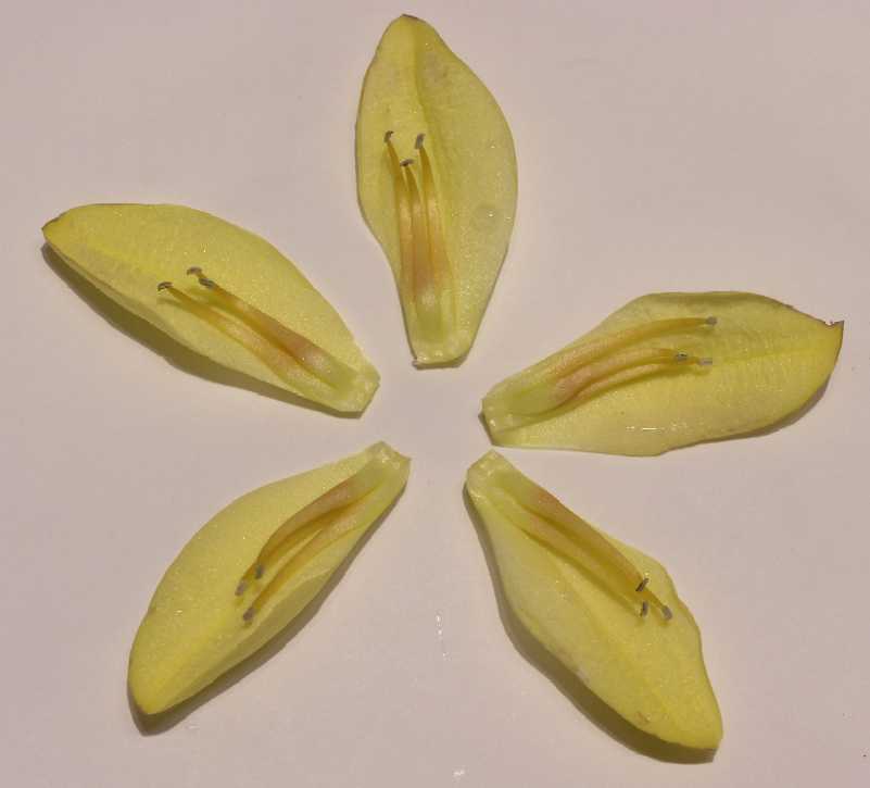 Hydrangeaceae Kirengeshoma palmata