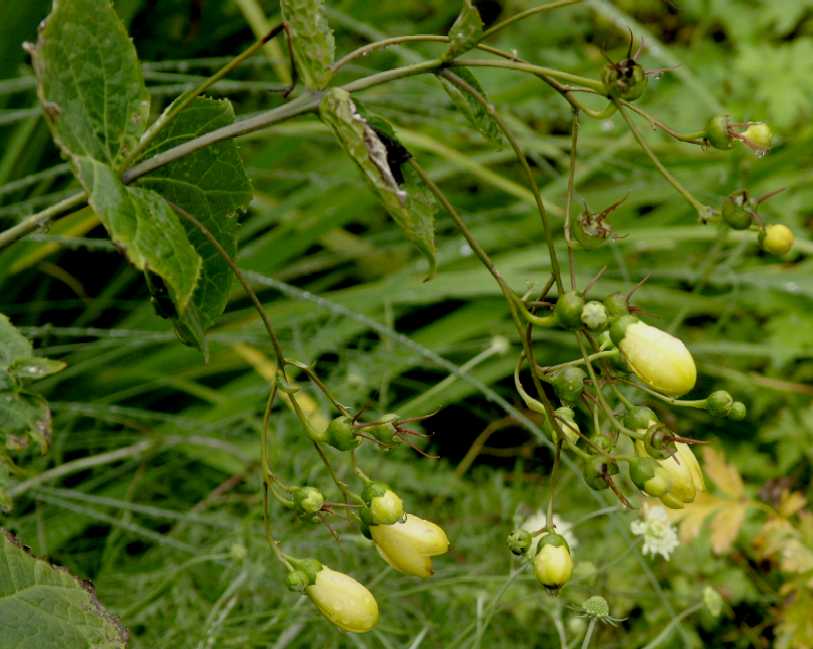 Hydrangeaceae Kirengeshoma palmata