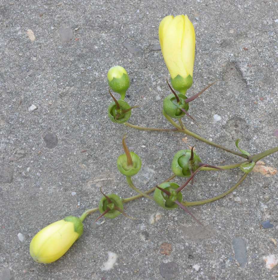 Hydrangeaceae Kirengeshoma palmata