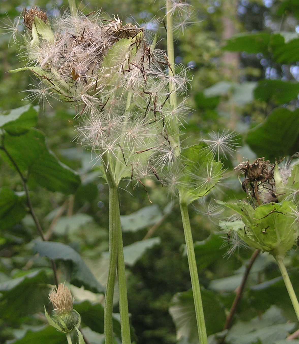 Asteraceae Cirsium oleraceum