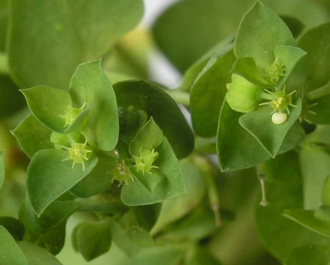 Euphorbiaceae Euphorbia peplus