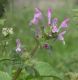 image of Lamium amplexicaule