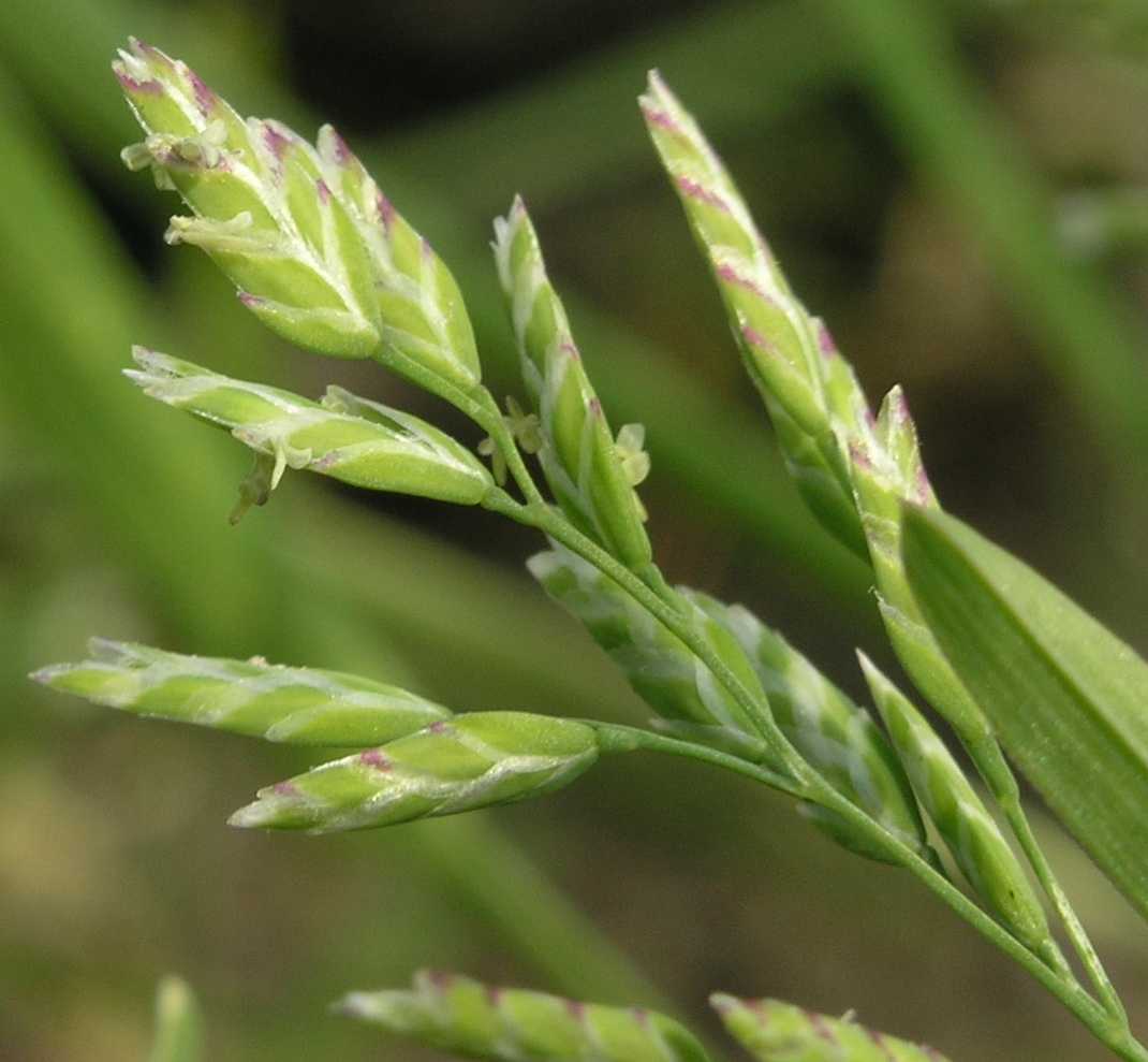 Poaceae poa annua