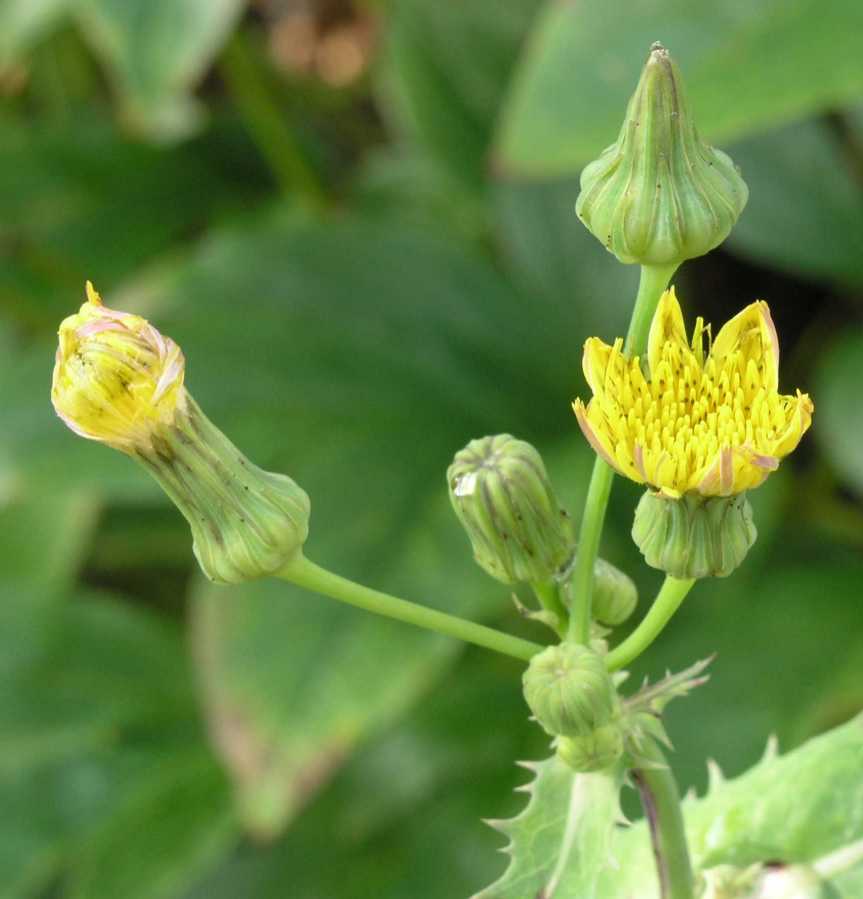 Asteraceae Sonchus asper