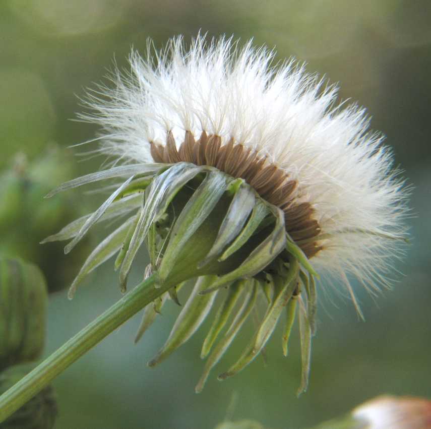 Asteraceae Sonchus asper