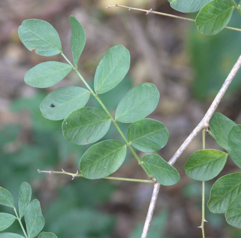 Fabaceae Colutea 