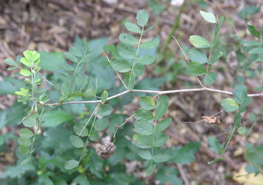 Fabaceae Colutea 