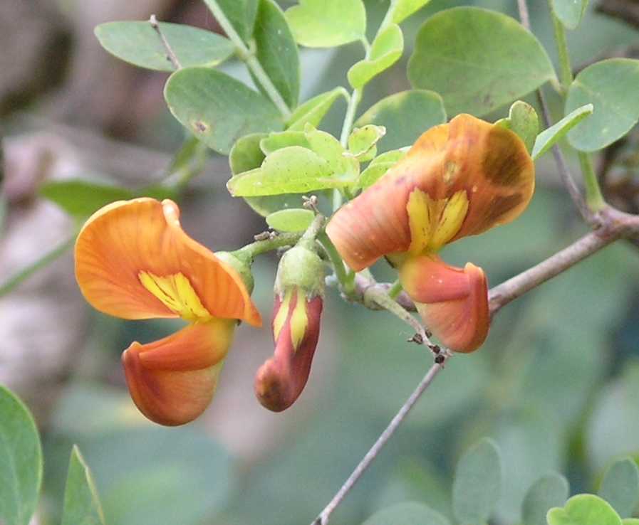 Fabaceae Colutea 