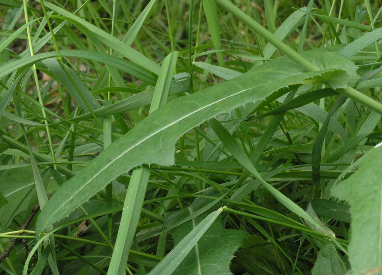 Asteraceae Sonchus arvensis