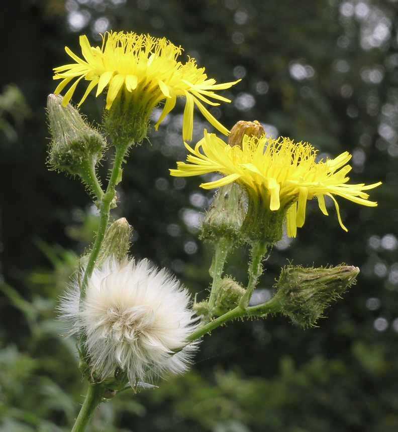 Asteraceae Sonchus arvensis