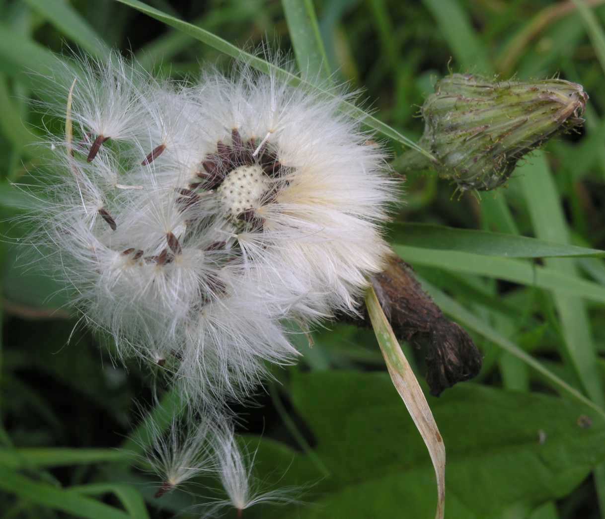 Asteraceae Sonchus arvensis