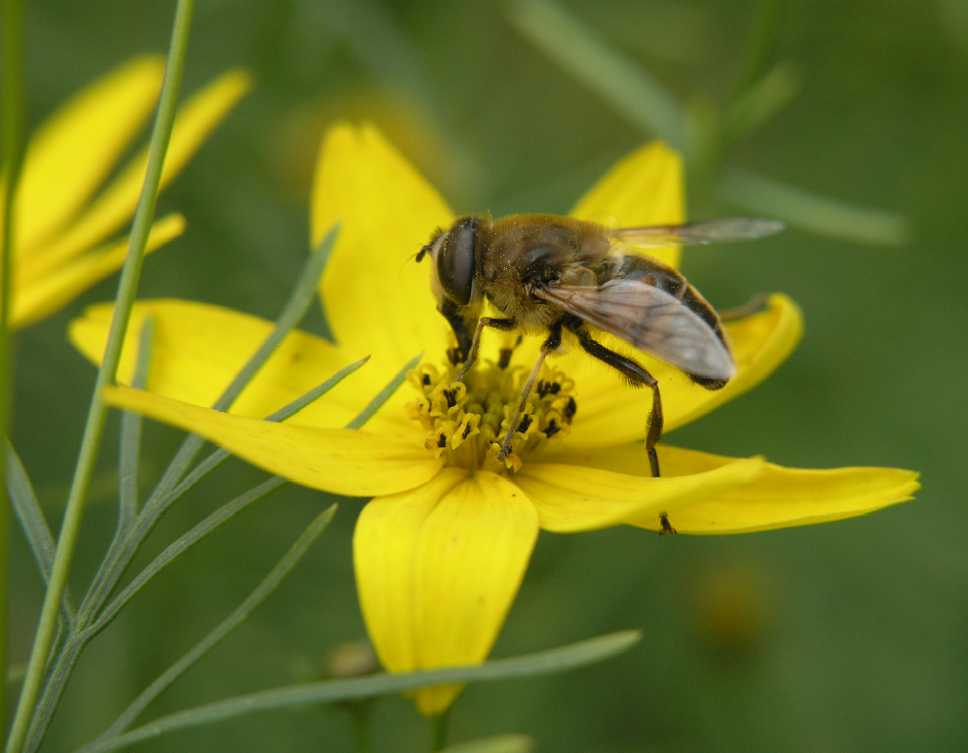 Asteraceae Coreopsis verticillata