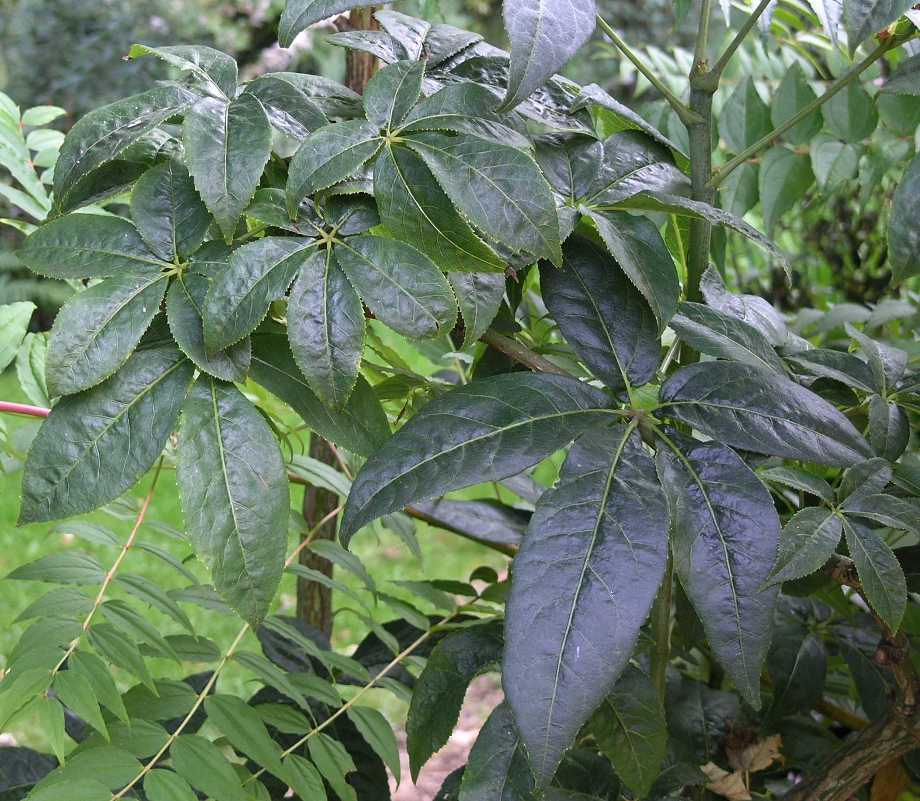 Araliaceae Eleutherococcus senticosus