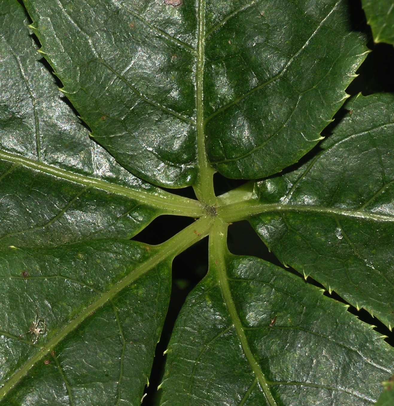 Araliaceae Eleutherococcus senticosus