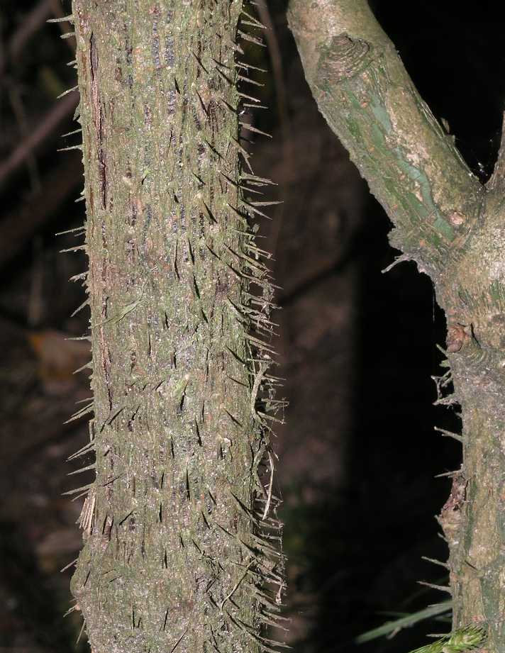 Araliaceae Eleutherococcus senticosus