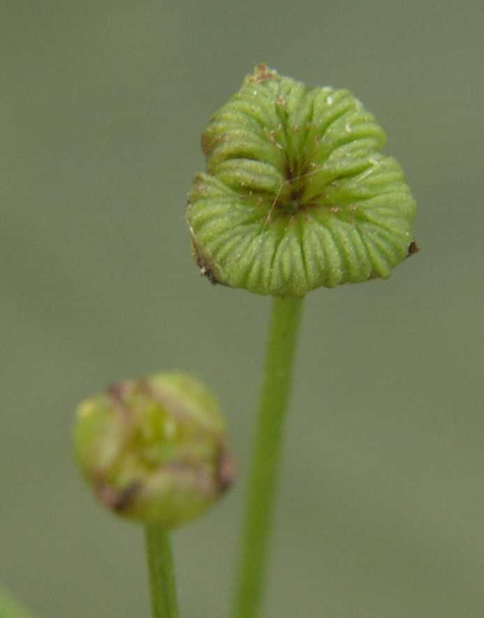 Alismataceae Alisma plantago-aquatica