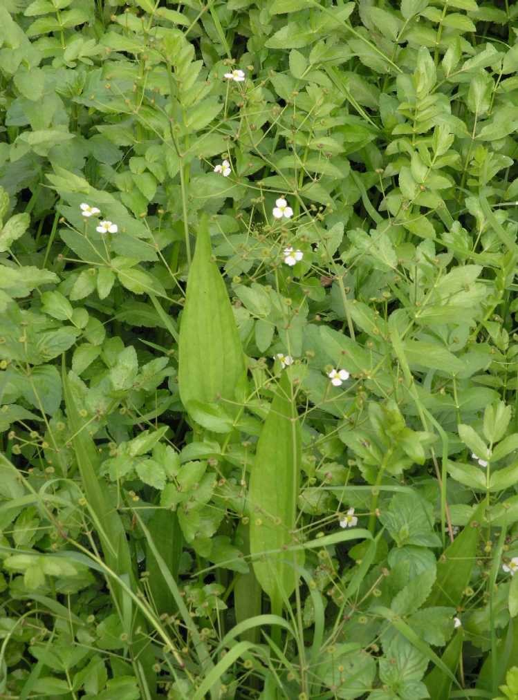 Alismataceae Alisma plantago-aquatica