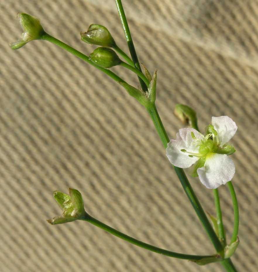Alismataceae Alisma plantago-aquatica