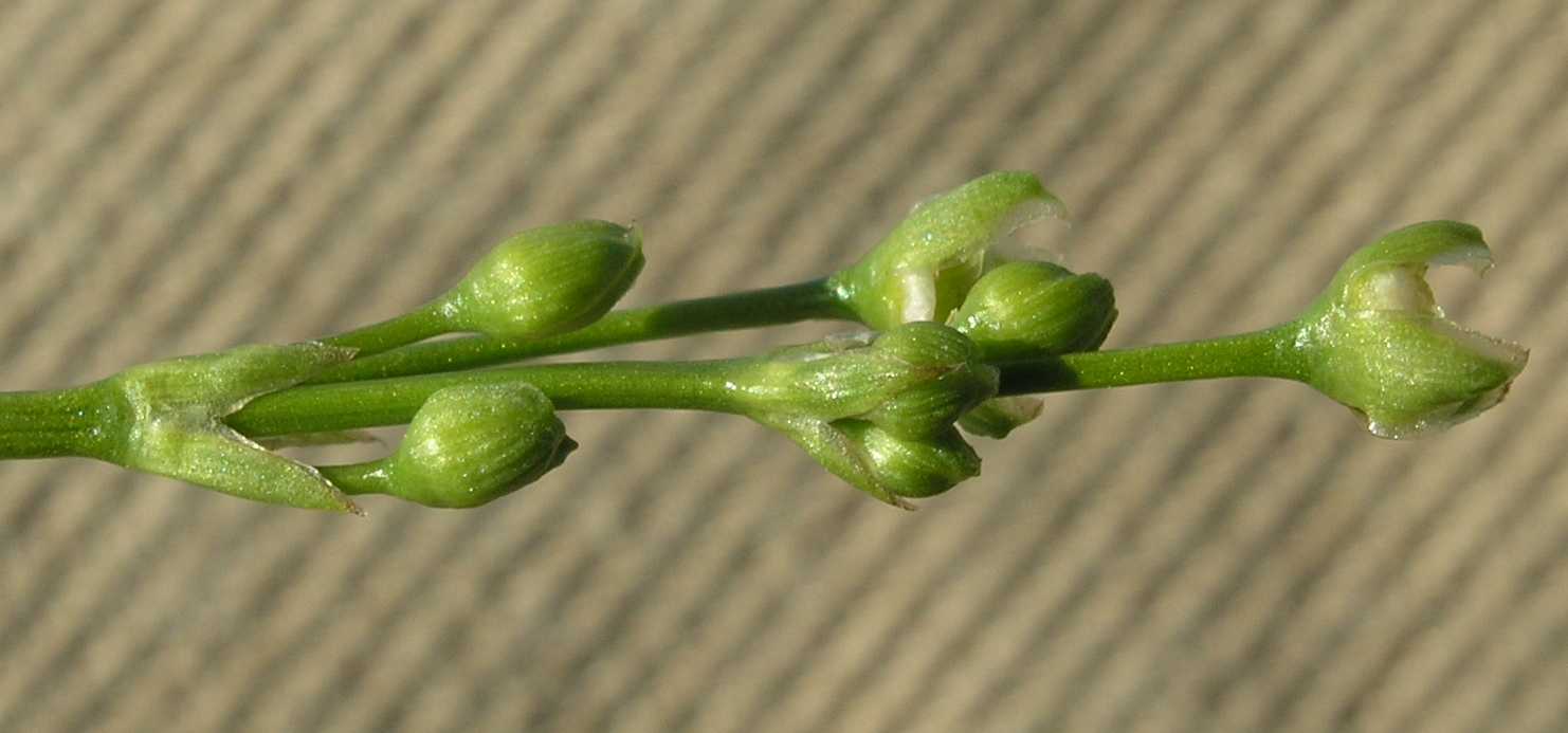 Alismataceae Alisma plantago-aquatica