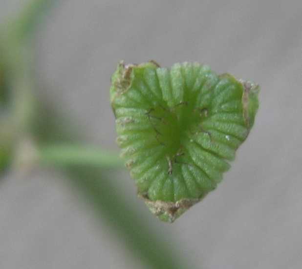 Alismataceae Alisma plantago-aquatica