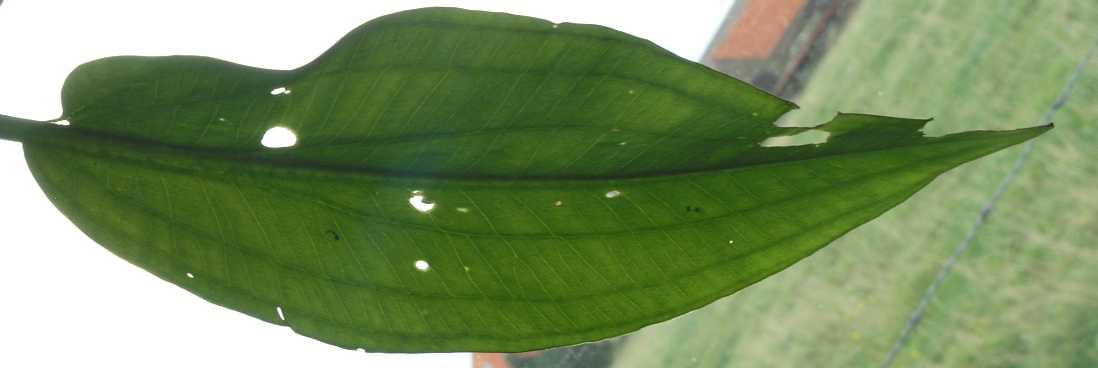 Alismataceae Alisma plantago-aquatica