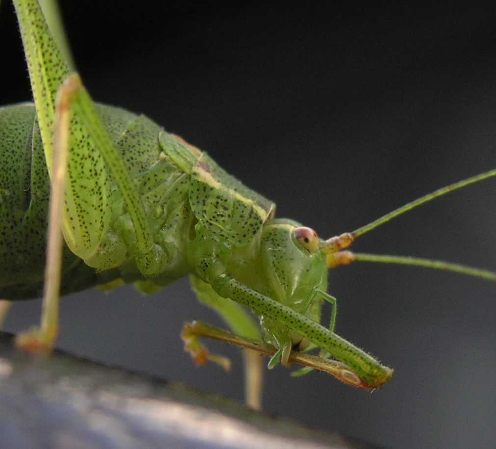 Tettigoniidae  