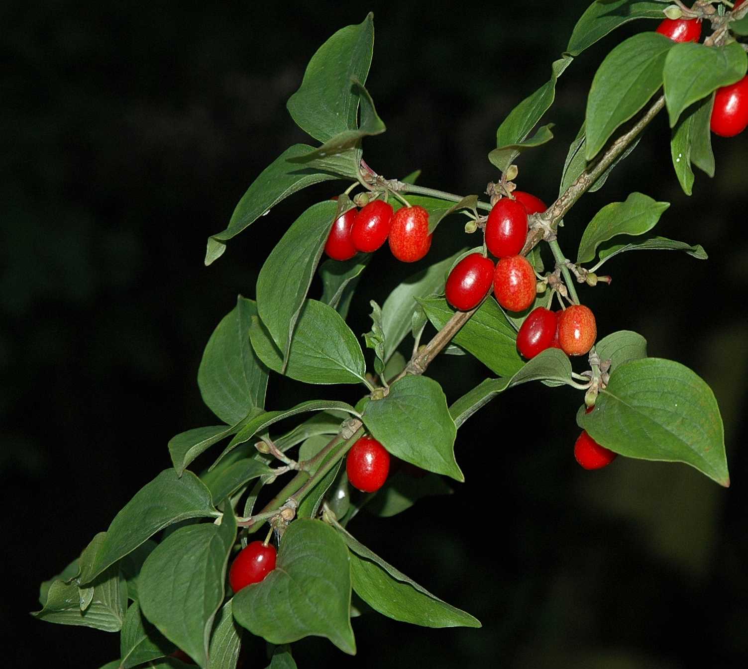 Cornaceae Cornus mas