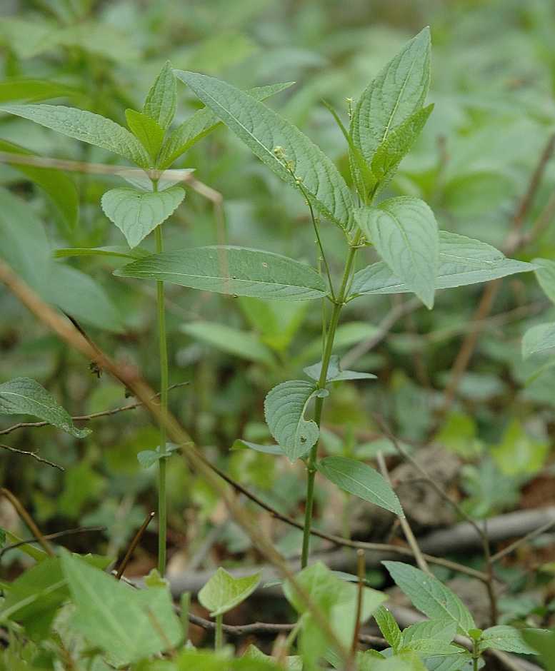 Euphorbiaceae Mercurialis perennis