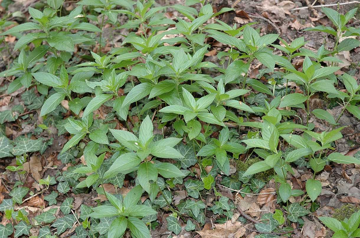 Euphorbiaceae Mercurialis perennis