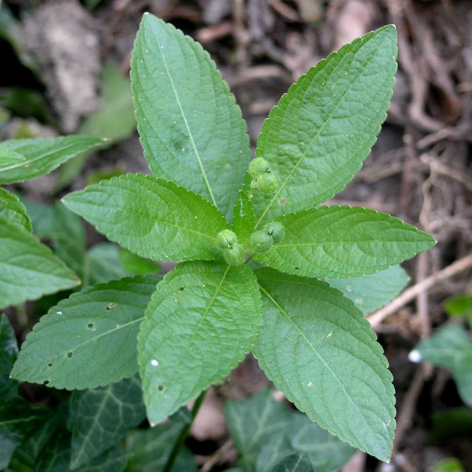 Euphorbiaceae Mercurialis perennis