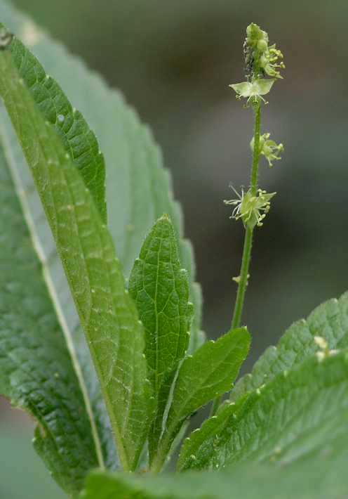 Euphorbiaceae Mercurialis perennis