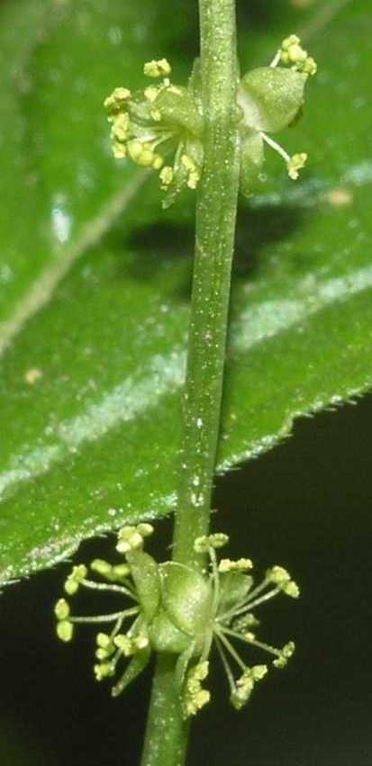 Euphorbiaceae Mercurialis perennis