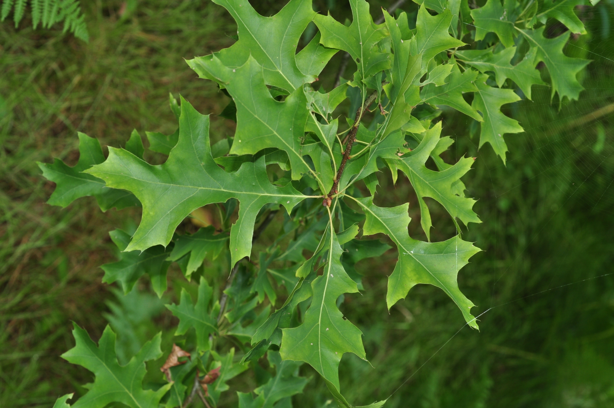 Fagaceae Quercus ilicifolia