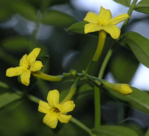 Oleaceae Jasminum humile