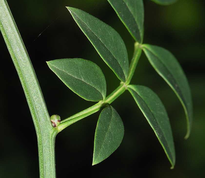 Oleaceae Jasminum humile