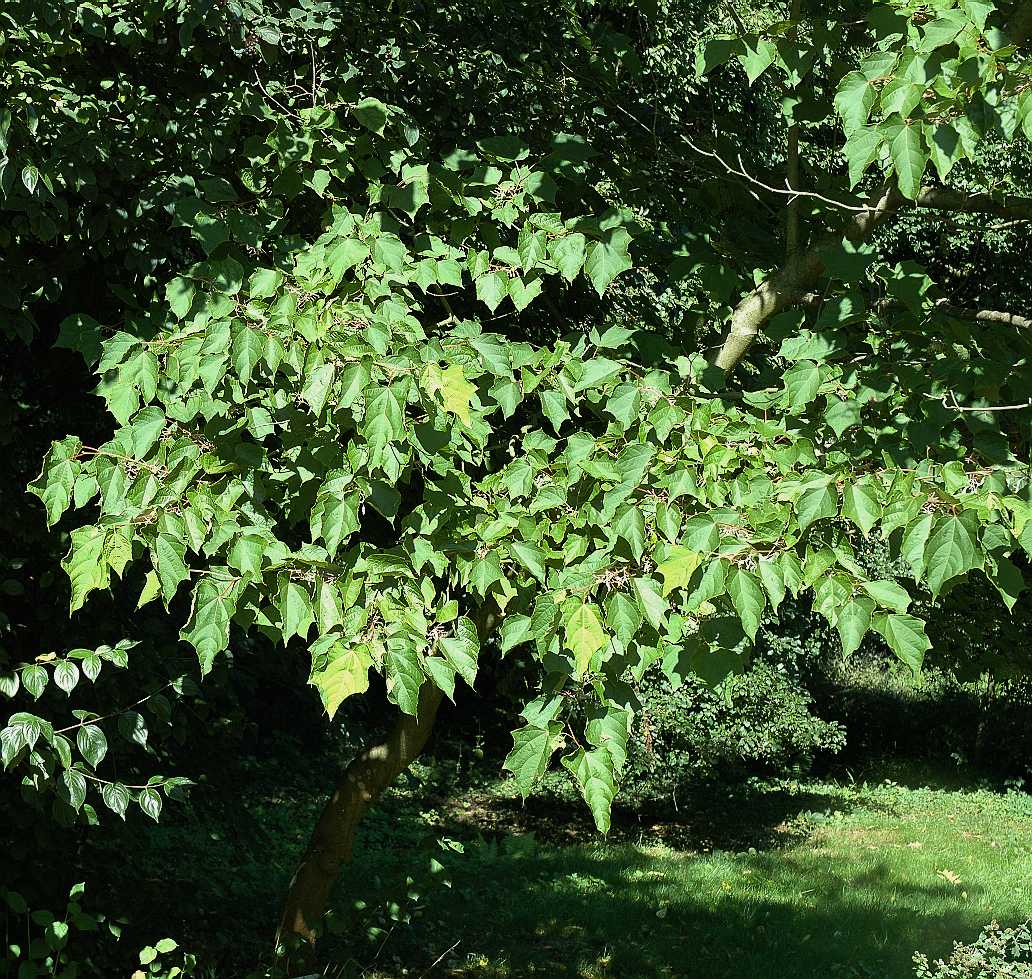 Cornaceae Alangium platanifolium