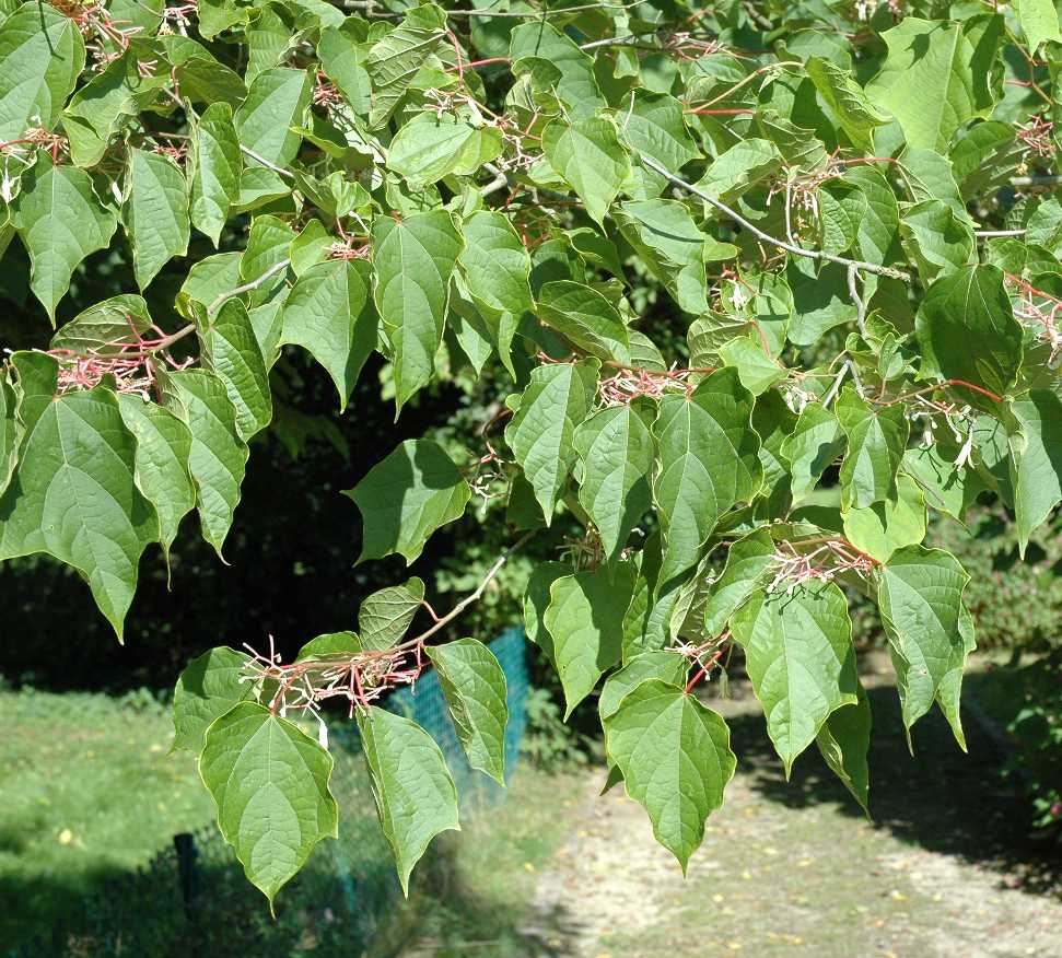Cornaceae Alangium platanifolium