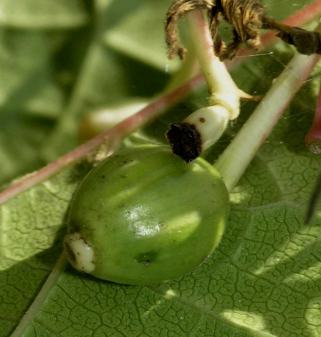 Cornaceae Alangium platanifolium