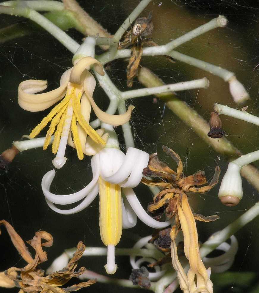 Cornaceae Alangium platanifolium