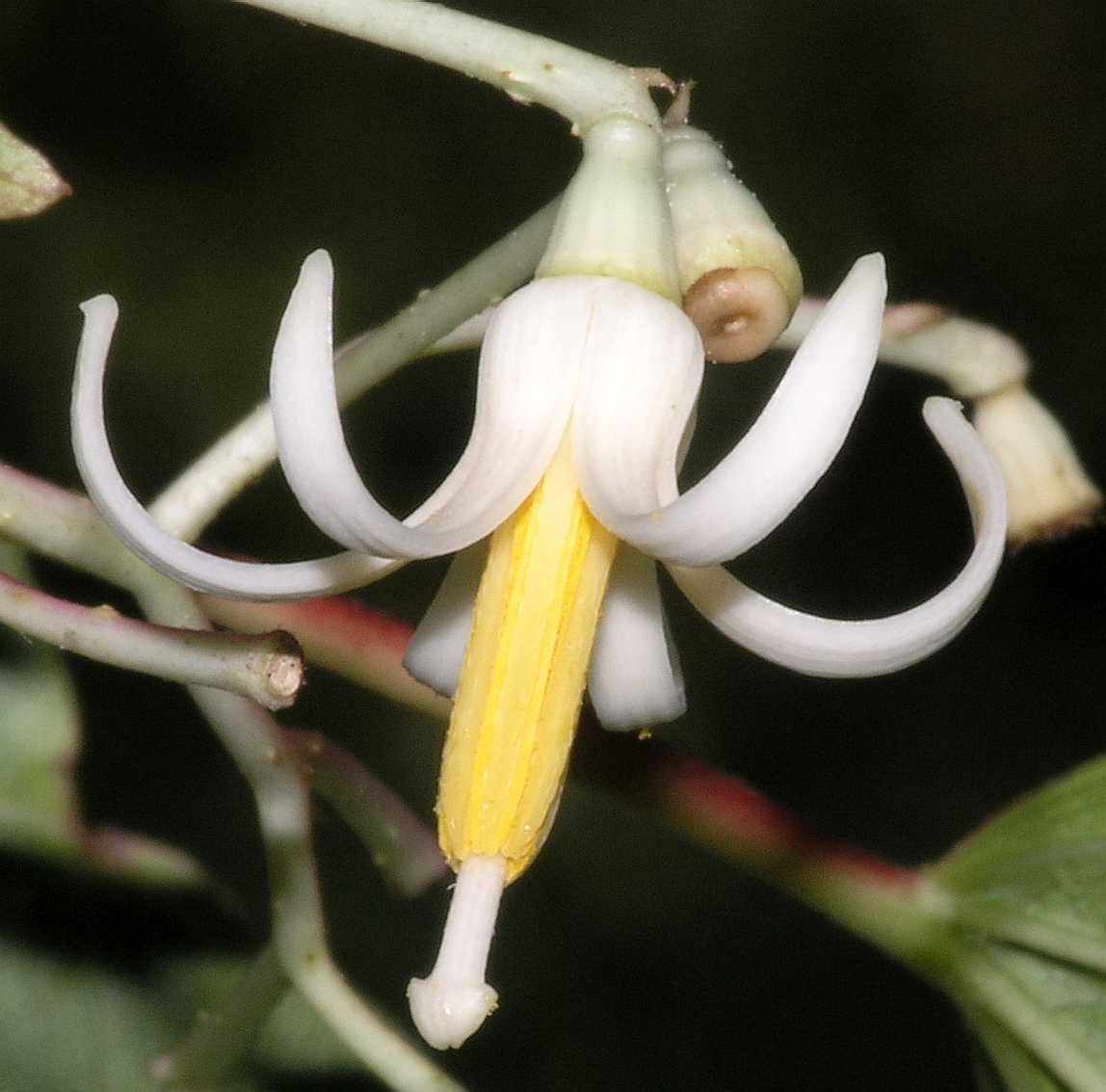 Cornaceae Alangium platanifolium