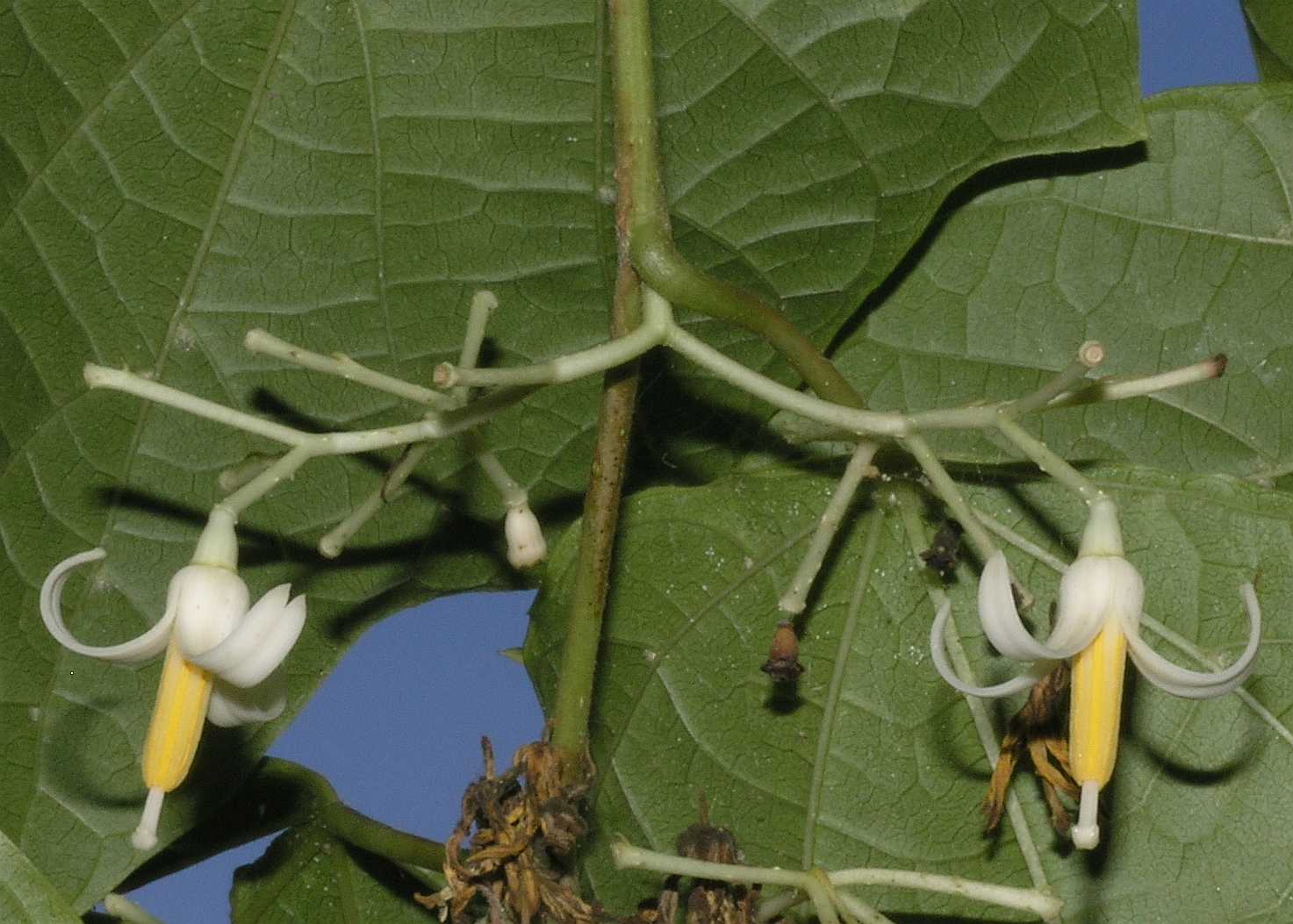 Cornaceae Alangium platanifolium